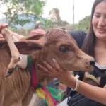 thailandcalf1-1776443077