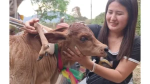 thailandcalf1-1776443077