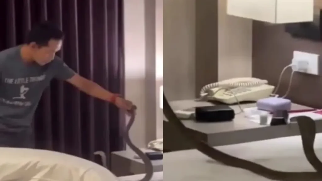 thailandhotelsnake-1775475028