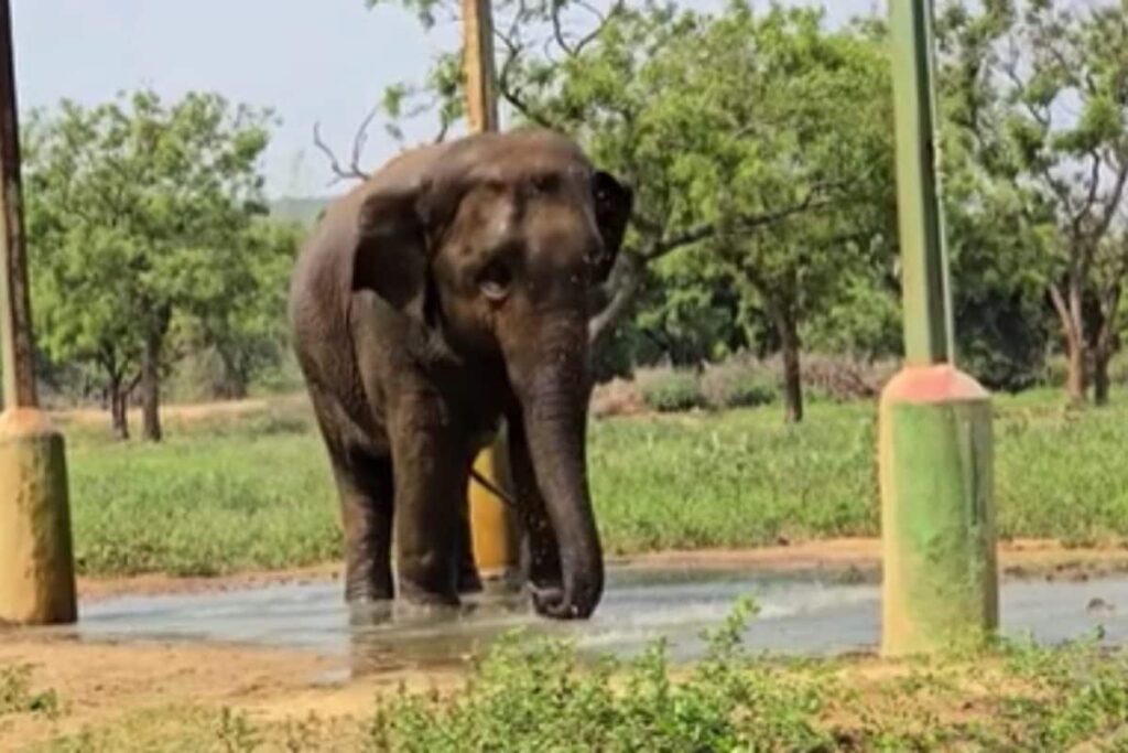 vandalur-zoo-2026-04-67ec2fd961ef77e91c62329baf02557f-1200x800-1