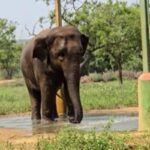 vandalur-zoo-2026-04-67ec2fd961ef77e91c62329baf02557f-1200x800-1