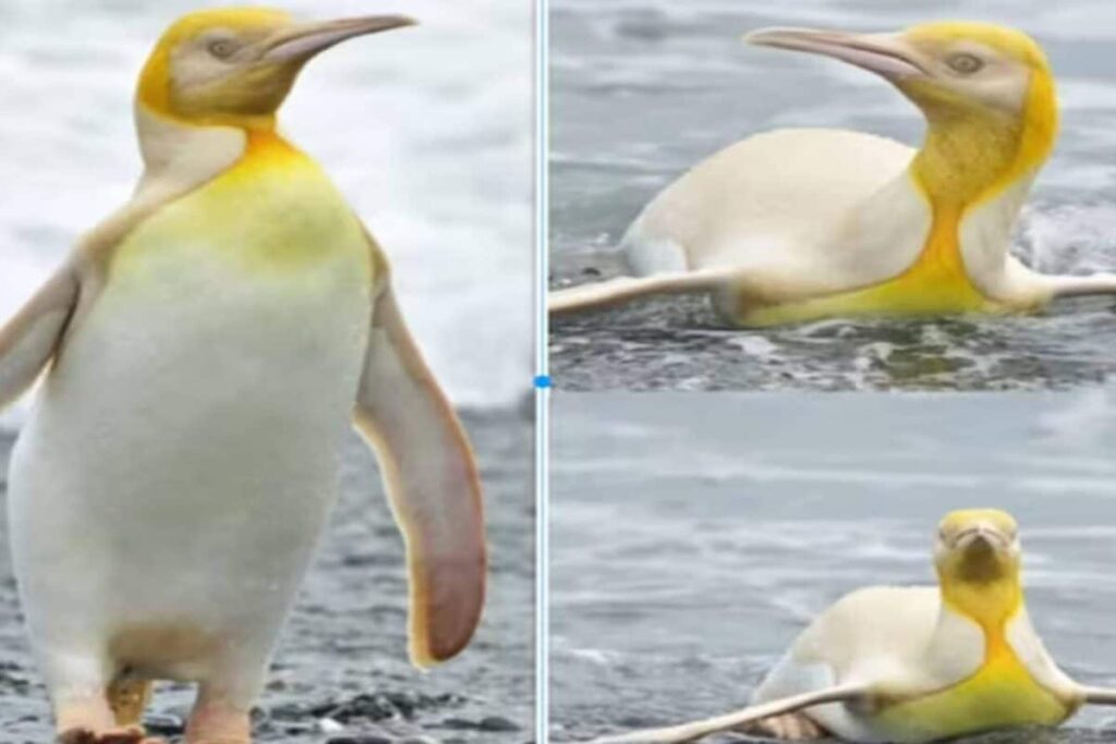 1778208618_penguin-new-breed-2026-05-b9796be03bee8c78c832d71ca002820d-1200x800-1