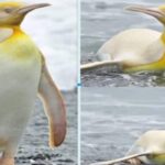 1778208618_penguin-new-breed-2026-05-b9796be03bee8c78c832d71ca002820d-1200x800-1