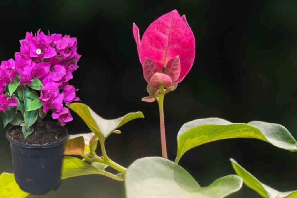 Paper-Flower-Plant-2026-05-306f9e88f20b530d1d8698ef4377c41b-1200x800-1