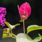 Paper-Flower-Plant-2026-05-306f9e88f20b530d1d8698ef4377c41b-1200x800-1