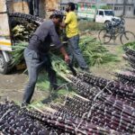 Sugarcane-2026-05-f9aed3ecf429b22aa98a3df91257e4bd-1200x800-1