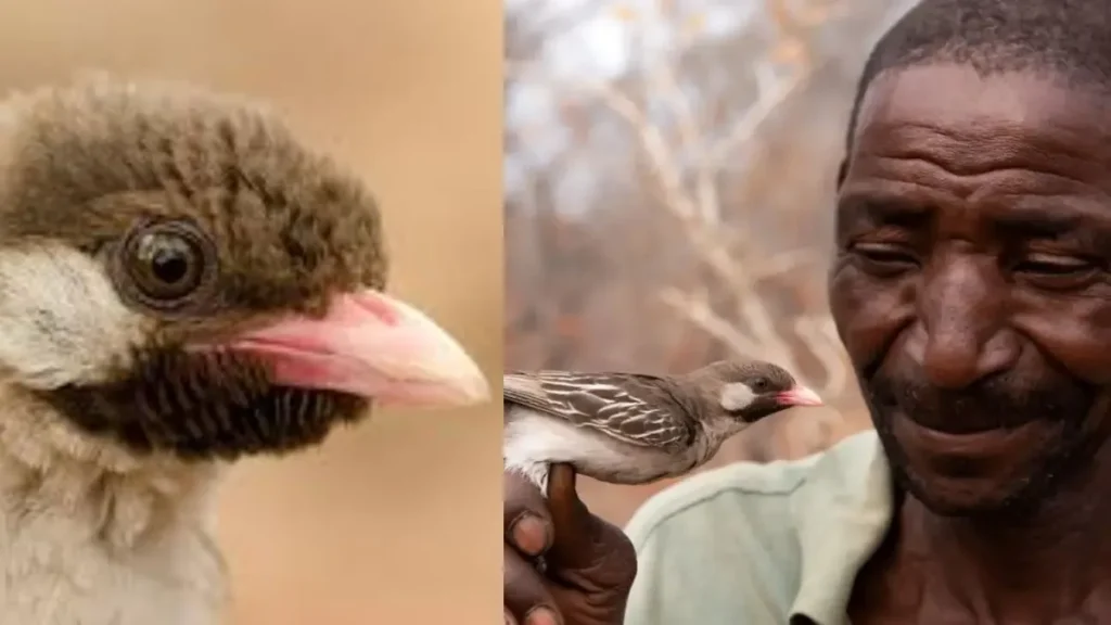 birdlove-1777643643
