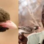 birdlove-1777643643