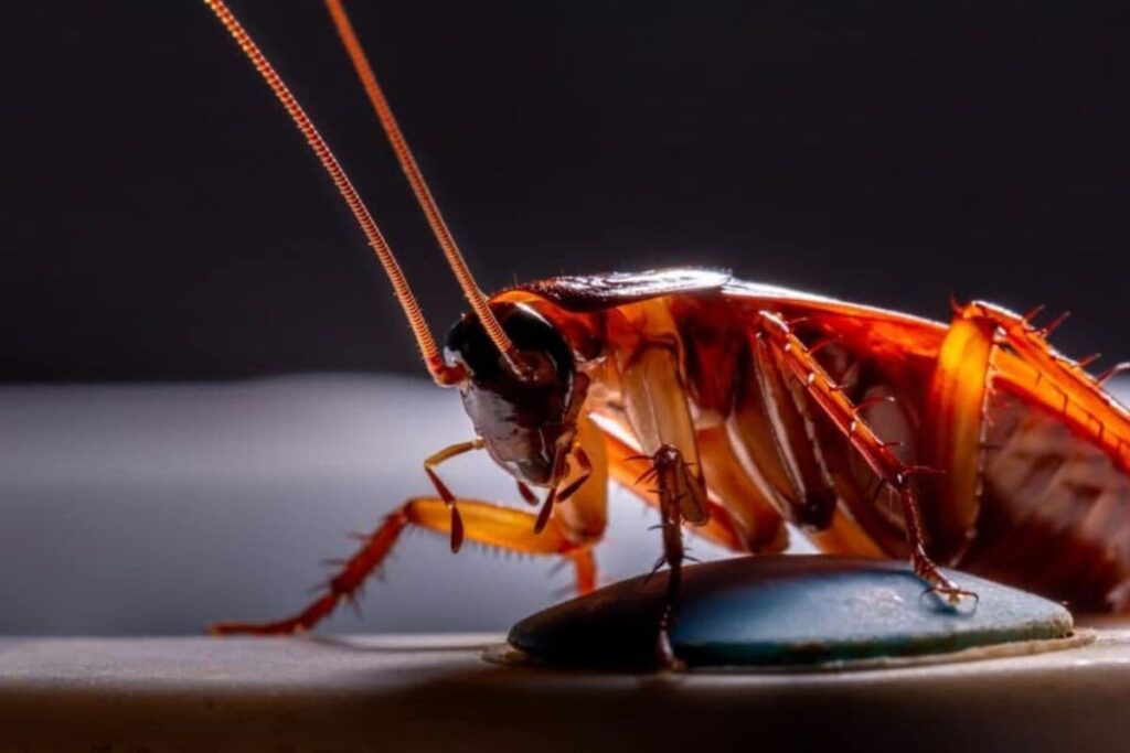cockroach-2026-05-7a647dc18f7072a23853c529a4fd83aa-1200x800-1