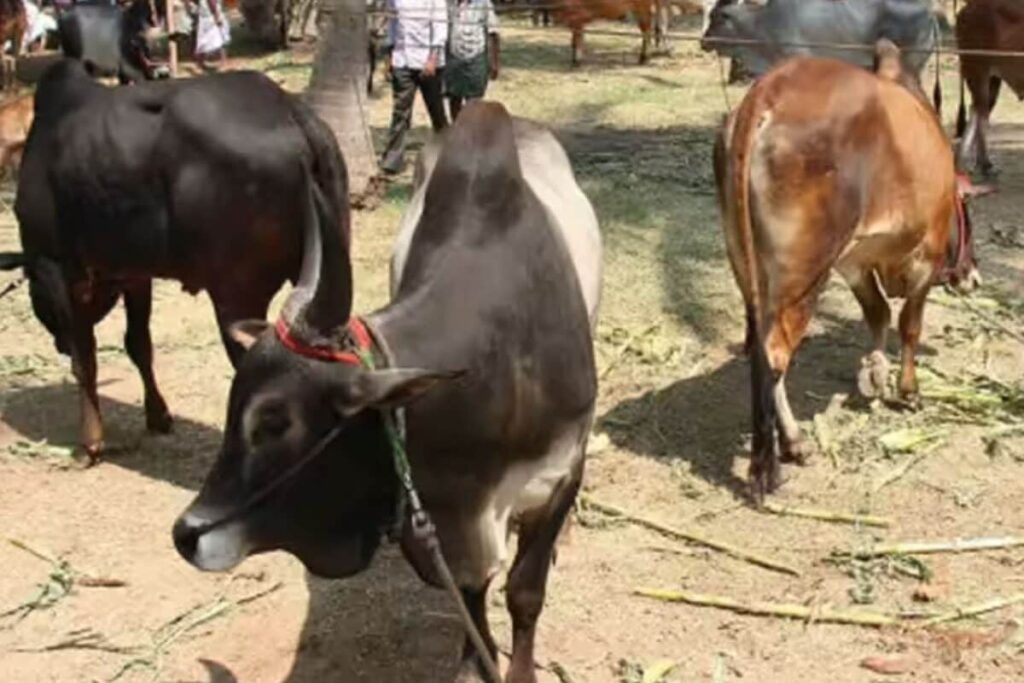 cow-2026-05-45f753daba5447d03affa52399750c7f-1200x800-1