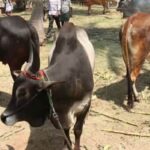 cow-2026-05-45f753daba5447d03affa52399750c7f-1200x800-1