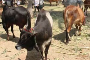 cow-2026-05-45f753daba5447d03affa52399750c7f-1200x800-1