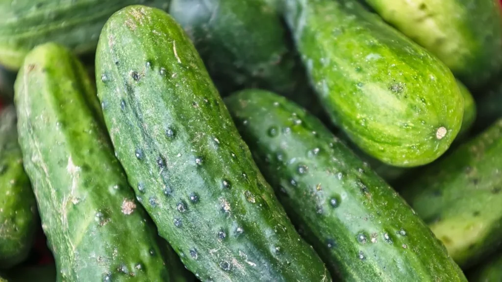 cucumberbanner-1779792093