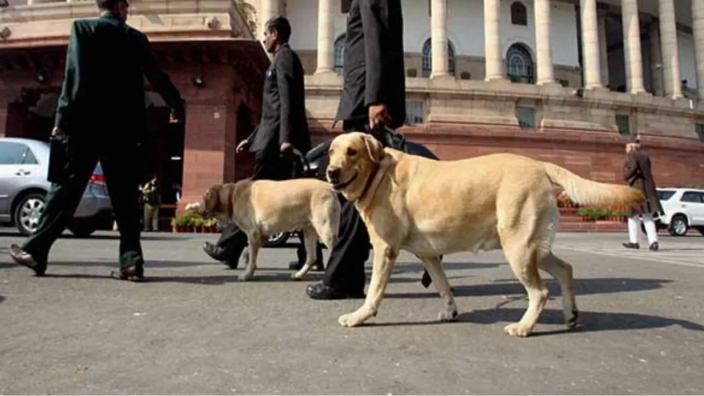 dogbanner-1779797231
