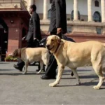 dogbanner-1779797231