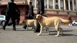dogbanner-1779797231