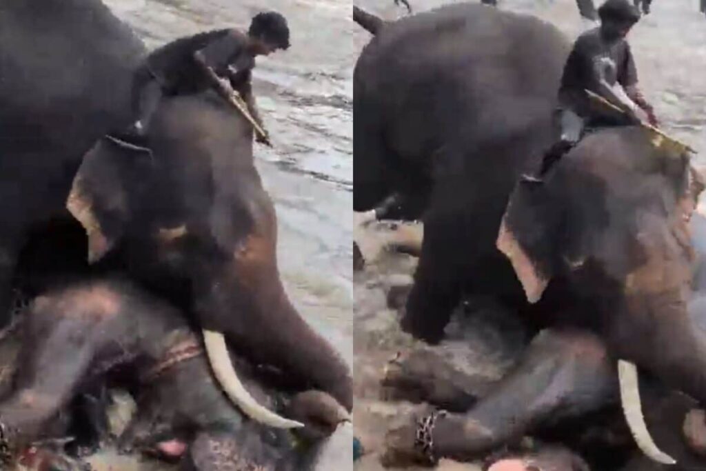 elephant-2026-05-827b8e84e82220bffff771efb35a1364-1200x800-1