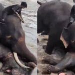 elephant-2026-05-827b8e84e82220bffff771efb35a1364-1200x800-1