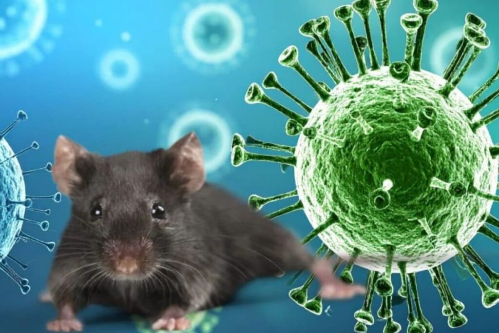 hantavirus-2026-05-fc64db8d8c355c55938eab8e6e0ec4e3-1200x800-1