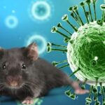 hantavirus-2026-05-fc64db8d8c355c55938eab8e6e0ec4e3-1200x800-1