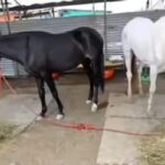 horse-2026-05-83965fdc60b37e66d89dfecf75627e33-1200x800-1