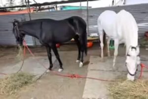 horse-2026-05-83965fdc60b37e66d89dfecf75627e33-1200x800-1