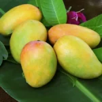 indian-mangoes-in-the-us12-1777974979