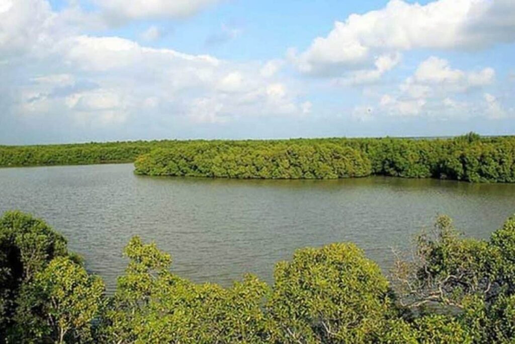 mangrove-forest-2026-05-fbe9d3924a468a1d08f2720d4bb9aec6-1200x800-1