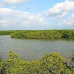 mangrove-forest-2026-05-fbe9d3924a468a1d08f2720d4bb9aec6-1200x800-1