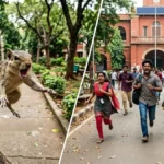 rajasthansquirrel-1777654602