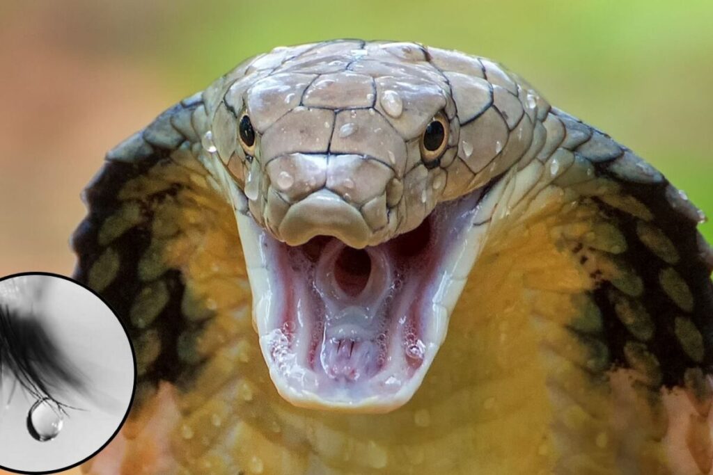 snake-1-2026-05-9af94d218e8f4b5b27594e5f65eb77d5-1200x800-1