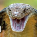 snake-1-2026-05-9af94d218e8f4b5b27594e5f65eb77d5-1200x800-1