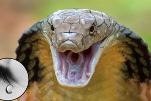 snake-1-2026-05-9af94d218e8f4b5b27594e5f65eb77d5-1200x800-1