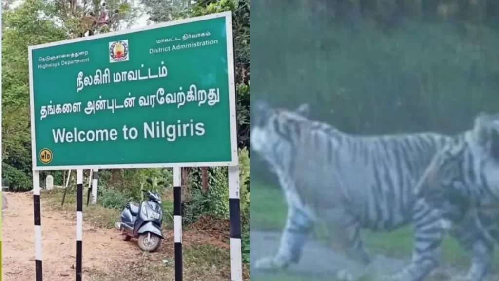 whitetiger-1779871165