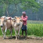 1779171445_1-West-Asia-War-Impacts-Farmers-as-Fertiliser-Prices-Rise-Up-to-20-says-report-1-2026-03-9d7de1c4ad3864f0f6bf267d9bba4096-1200x800-1