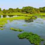 Majuli-Island-2026-06-4ae961d35d9ac62cbc33c35e902ecbeb-1200x800-1