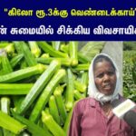 Okra-Prices-2026-06-ab24aab1bd4b4bb75d0fb1db9309e649-1200x800-1