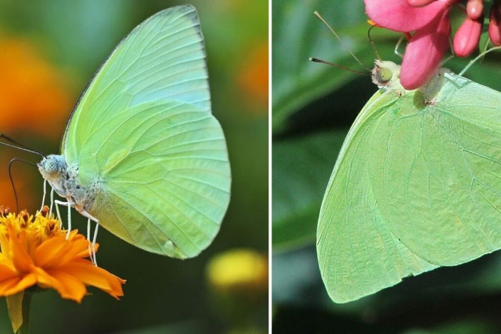 Pale-Green-Emigrant-Butterflies-2026-06-ab22475963a0511844a5f2bb63b096ab-1200x800-1