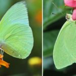 Pale-Green-Emigrant-Butterflies-2026-06-ab22475963a0511844a5f2bb63b096ab-1200x800-1