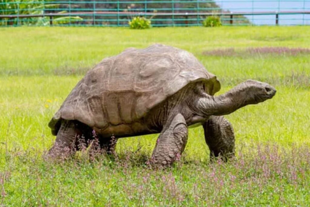 TORTOISE-2026-06-16feed28fe2e83a1398cd7e598349800-1200x800-1