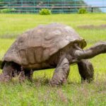 TORTOISE-2026-06-16feed28fe2e83a1398cd7e598349800-1200x800-1