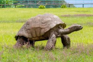 TORTOISE-2026-06-16feed28fe2e83a1398cd7e598349800-1200x800-1