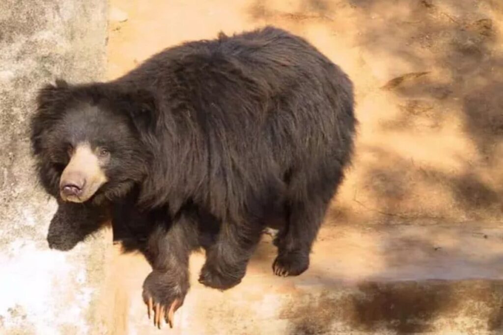 bear-2026-06-514dd3d36565f347dc837d744084e15e-1200x800-1