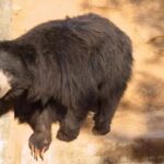 bear-2026-06-514dd3d36565f347dc837d744084e15e-1200x800-1