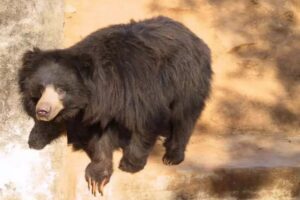 bear-2026-06-514dd3d36565f347dc837d744084e15e-1200x800-1
