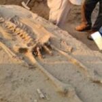 human-skeleton-2026-06-b923f3c431ad8610af2d0f8fa4ae6091-1200x800-1
