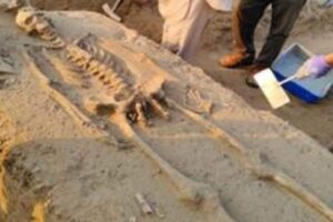 human-skeleton-2026-06-b923f3c431ad8610af2d0f8fa4ae6091-1200x800-1