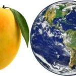 mango1-1781269545