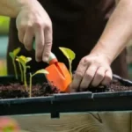 seedbasketbanner-1780311262