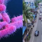 shigella-bacteria-2026-06-b4900cf70bd76197e9d589c935a971e9-1200x800-1